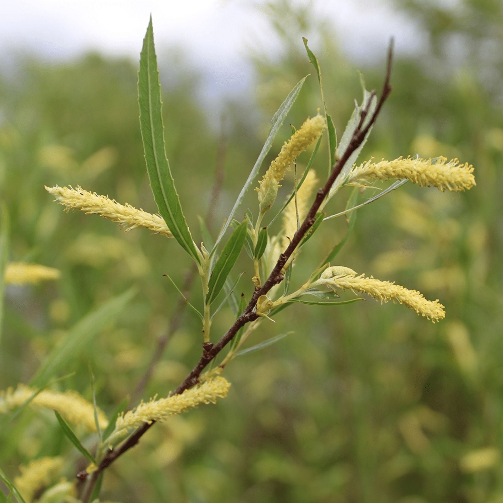 Black Willow Cuttings 18" | Salix nigra | Native Gardening Plant Cuttings for Landscaping and Water Gardens