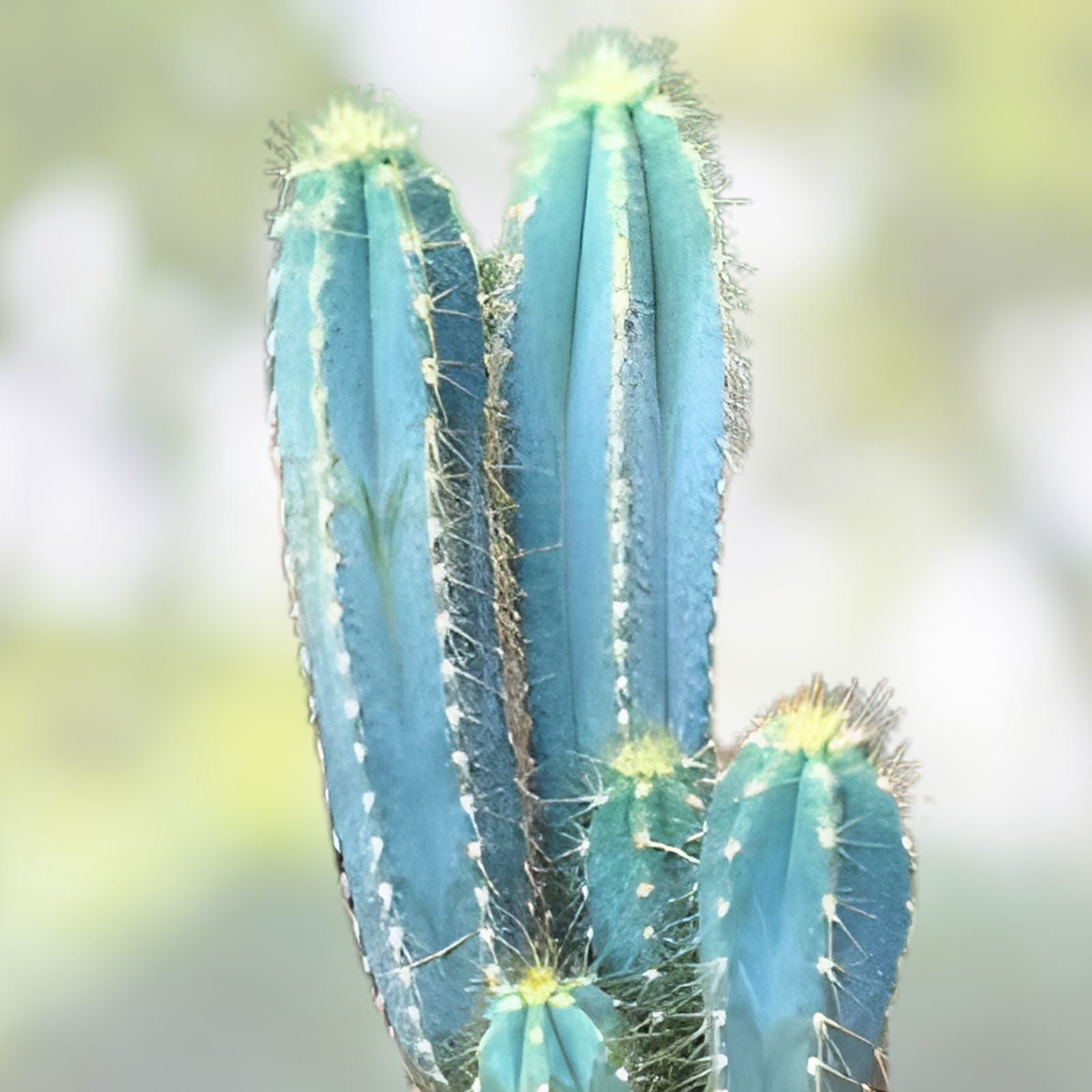 Columnar Cactus Cutting 11” x 2,5” | Succulent Plant for Indoor Decor | Cactaceae Family