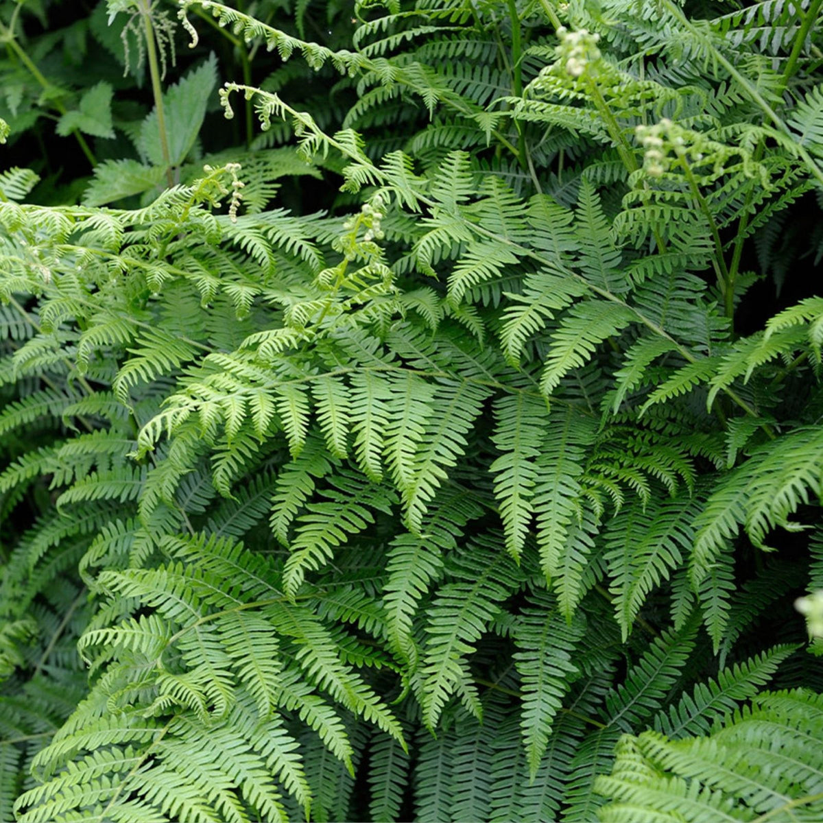 Eagle Fern Live Plants Set of 7 – Rare Woodland Ferns, Pteridium aquilinum – Indoor and Outdoor Garden Decor