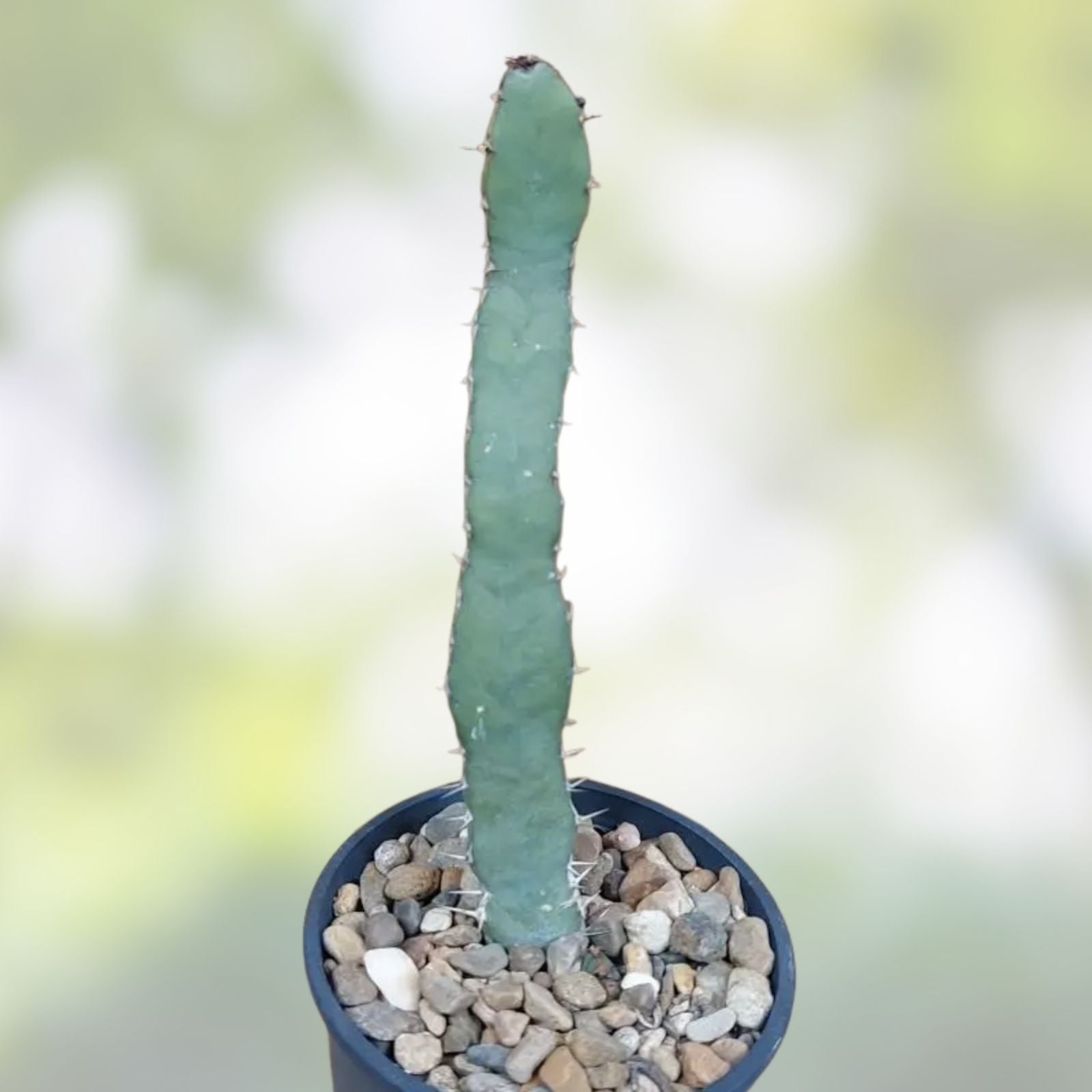 Euphorbia opuntioides Plant - 12-Year-Old Cutting - Unique Succulent for Home Garden Decor - Cactus Alternative