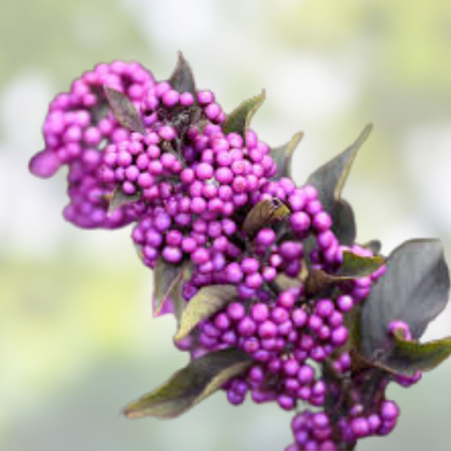 10 Live Organic Beauty Berry Bush Clippings – Wild Grown, Non-GMO, Native Callicarpa americana, Ornamental Shrubs, Berry-Producing Plants