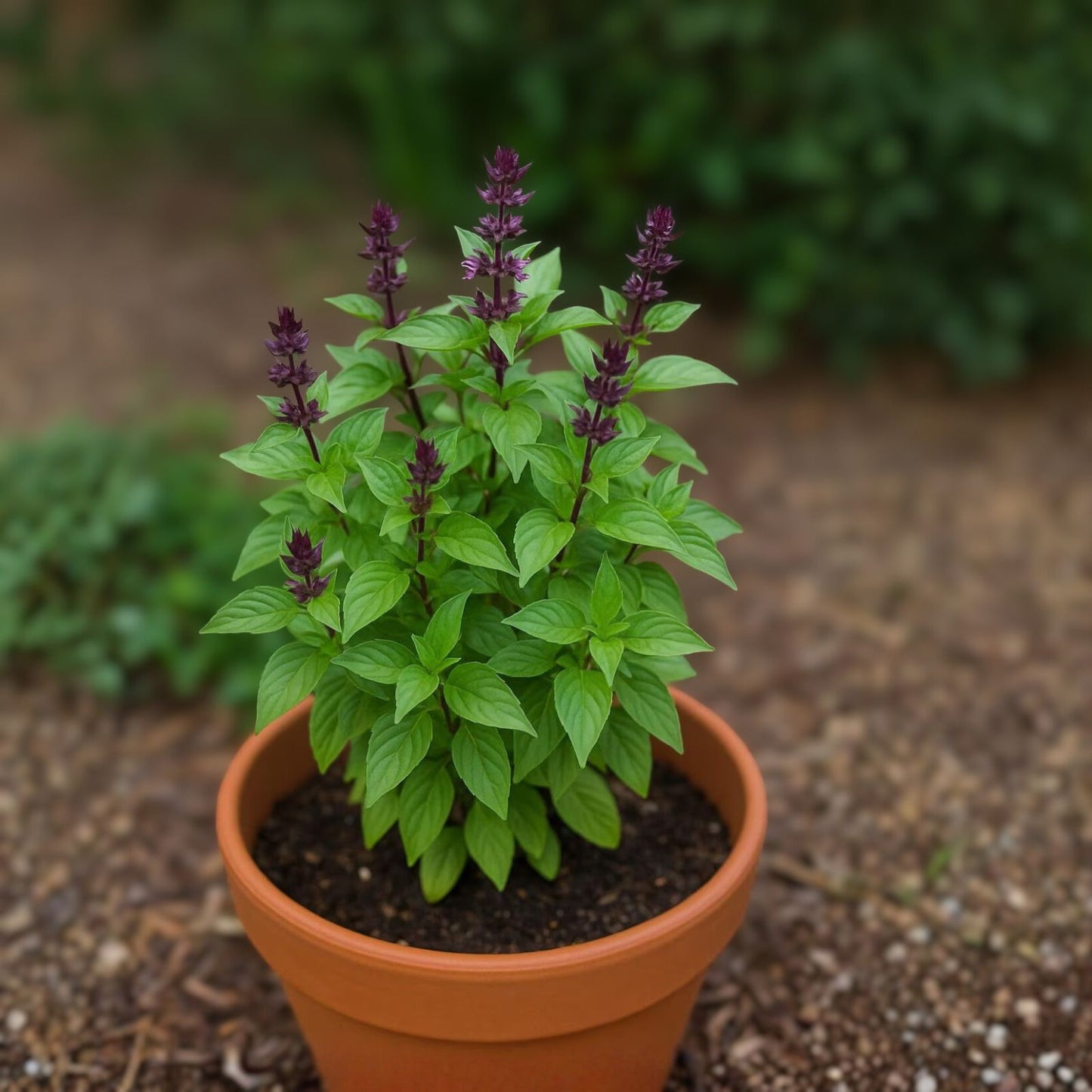 Lemon Basil Seeds - 200 Non-GMO Herb Seeds - Culinary Herb for Cooking & Gardening - Ocimum basilicum var. citriodorum