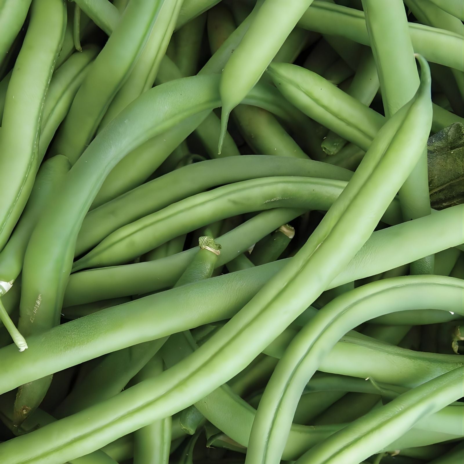 Organic Bush Bean Seeds 75 Pack Provider Variety Non-GMO Heirloom Vegetable Garden Seeds
