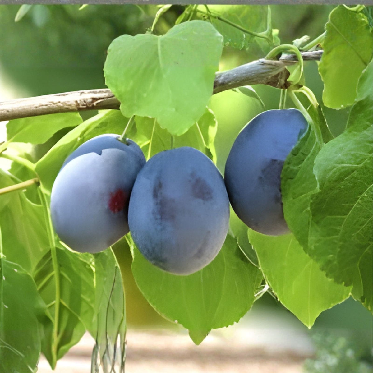 Organic Damson Blue Plum Tree Cuttings – 5 Unrooted Propagation Cuttings for Home Gardening – Prunus domestica