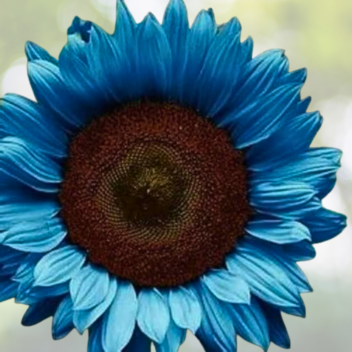Midnight Oil Blue Sunflower Seeds - 50PCs Pack - Rare Black Hybrid - Helianthus annuus