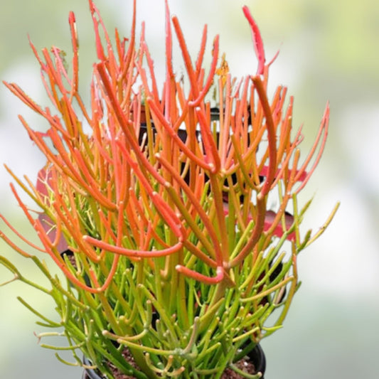 10 Cuttings Fire Sticks Euphorbia Tirucalli Pencil Cactus Succulent Live Plants - Easy Care, Drought Tolerant, Indoor Outdoor