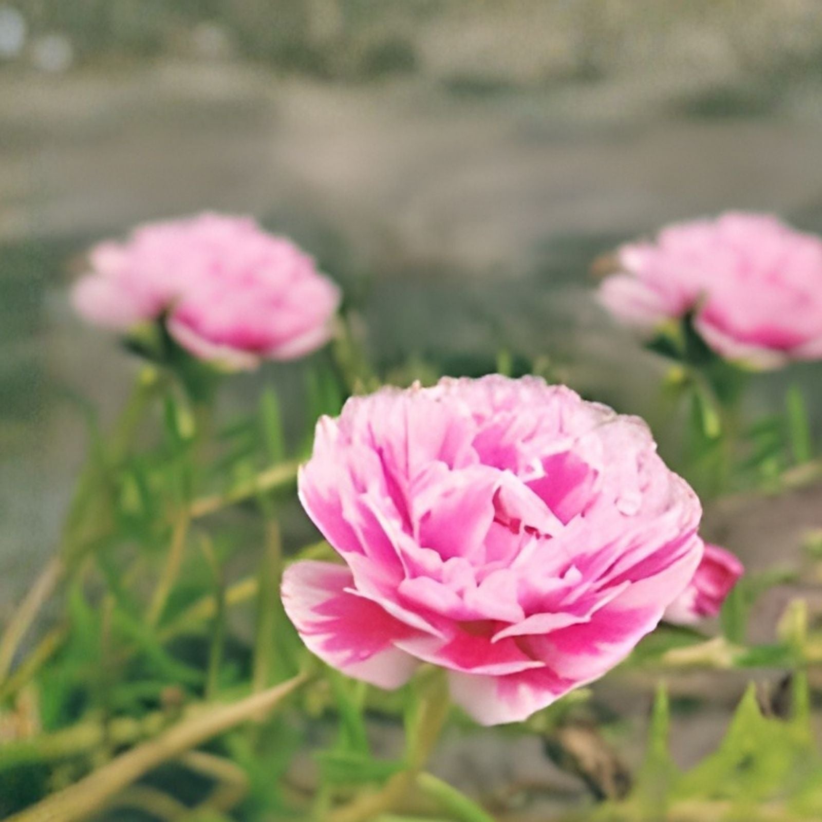 Moss Rose Cuttings 10 Unrooted Pink and White Portulaca Grandiflora Plants Succulent Ground Cover