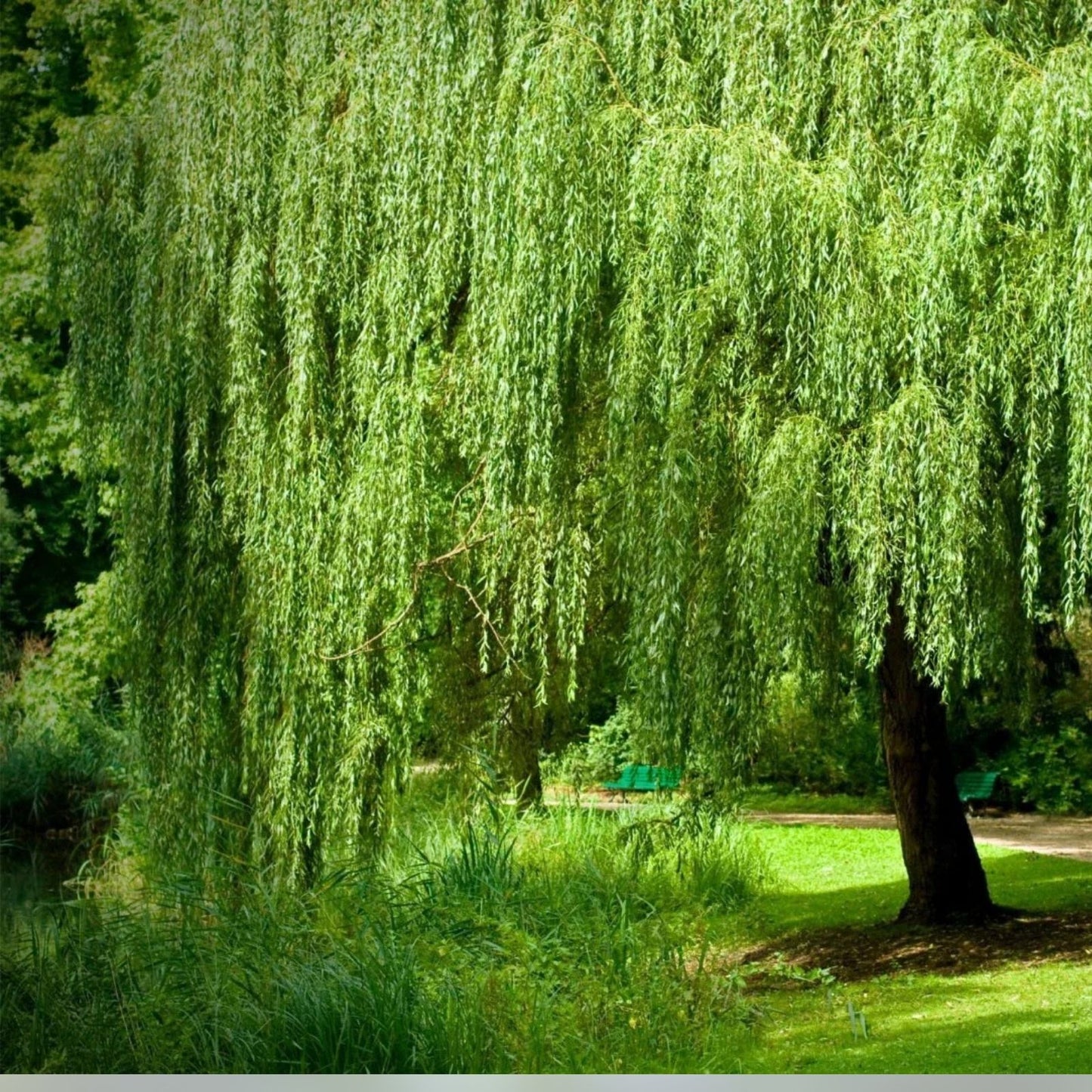 Weeping Willow Tree Cuttings 12 Unrooted 6-8" White Salix babylonica Live Plant for Garden Landscaping
