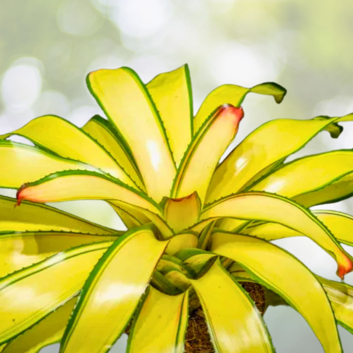 Bromeliad Plant 6-inch Pot Neoregelia Gaia - Easy Care Tropical Indoor Decor, Exotic Foliage, Air Purifying Houseplant