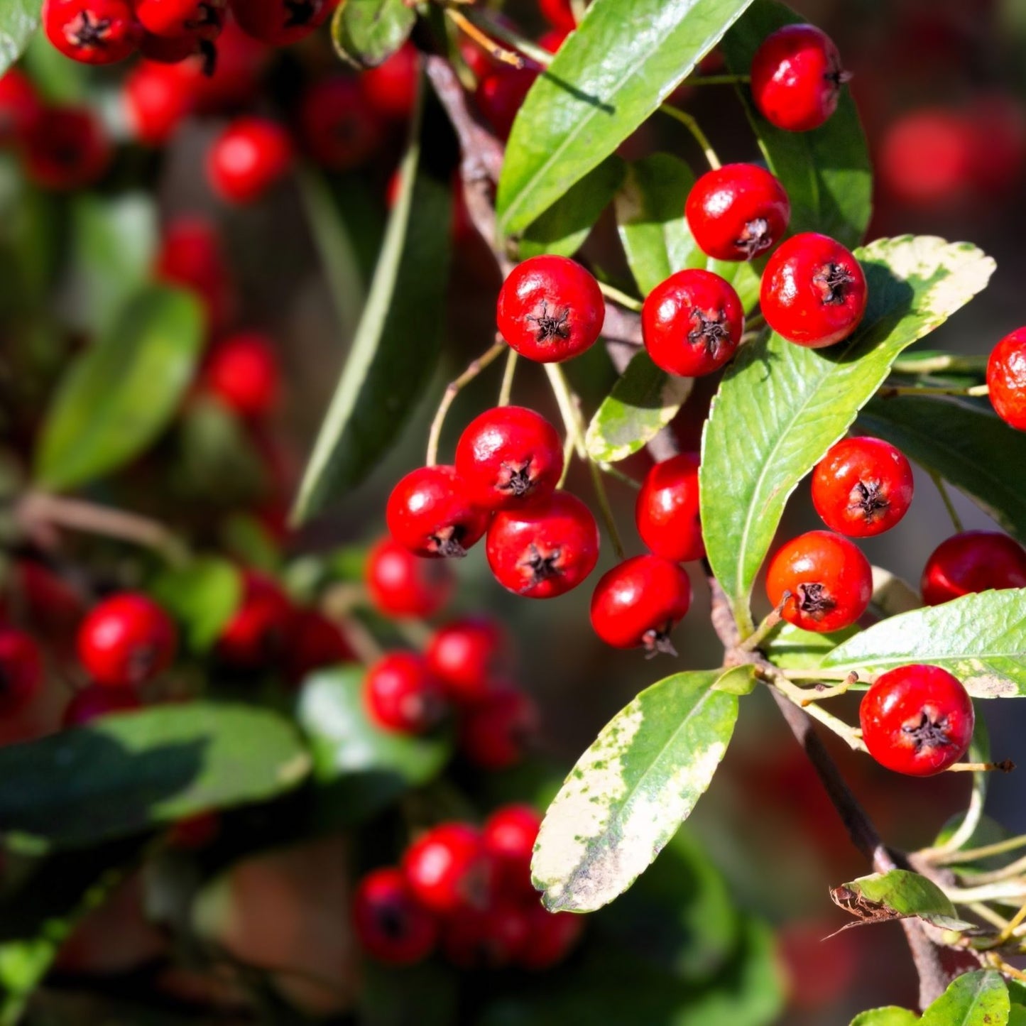 Red Chokeberry Seeds 30 Pack, Aronia arbutifolia, Fruit-bearing Berry Tree Seeds for Planting, Edible Berries, Ornamental Shrubs