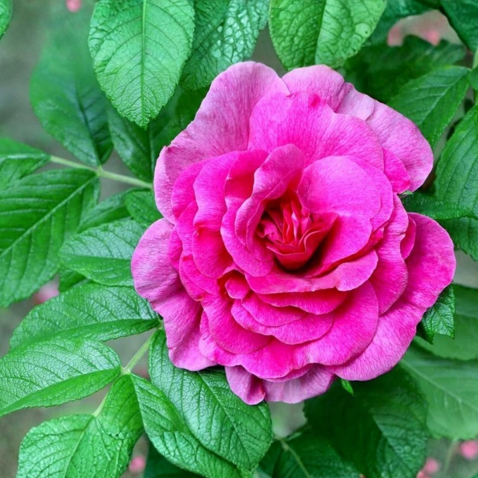 Rugosa Rose Bush Seeds 50 Pack - Red Rosa Rugosa Rubra, Hardy Flowering Shrubs for Planting