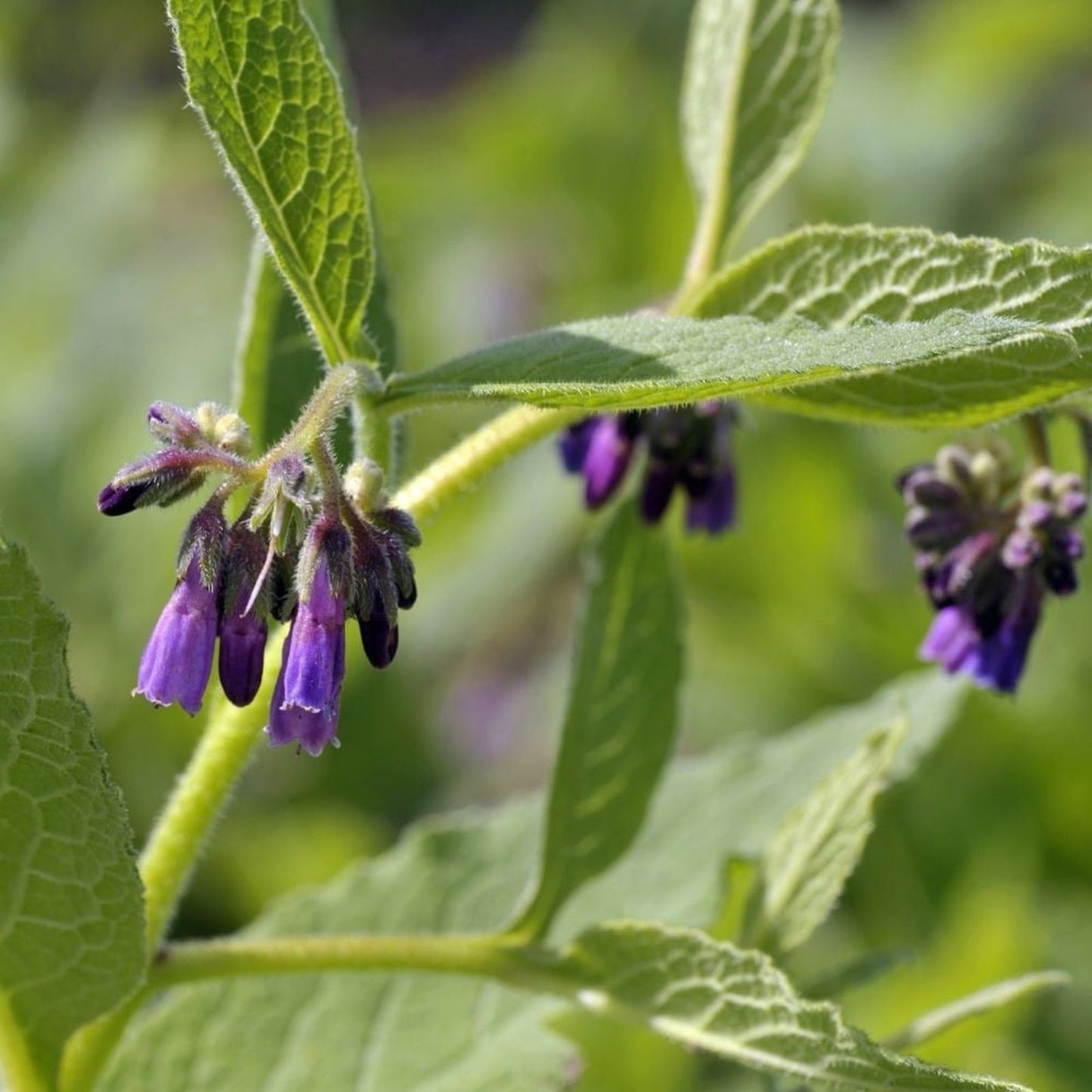 Bocking 14 Comfrey Root Cuttings - Unrooted Gardening Plants Symphytum x uplandicum