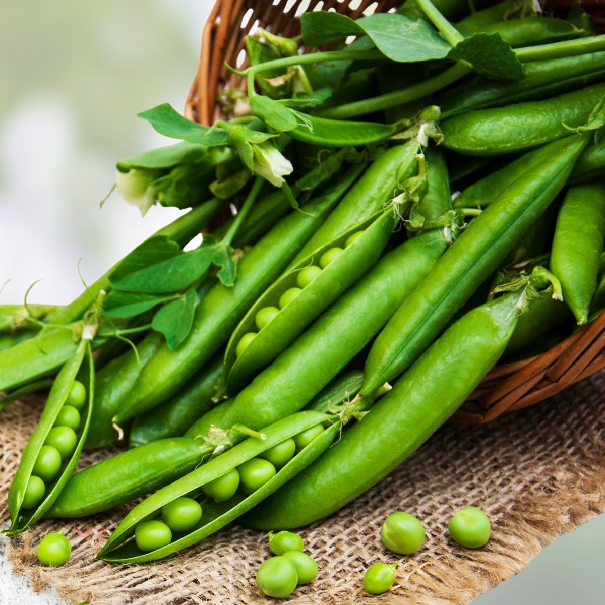 Little Marvel Pea Seeds 500+ Heirloom Non-GMO Pisum sativum for Gardening and Home Growing