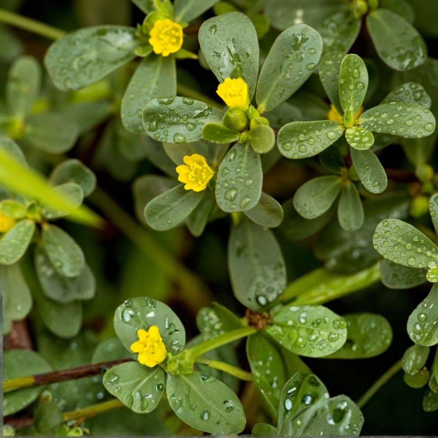 Purslane Cutting - Unrooted Edible Succulent - Portulaca oleracea - Fresh Plant for Gardening and Cooking