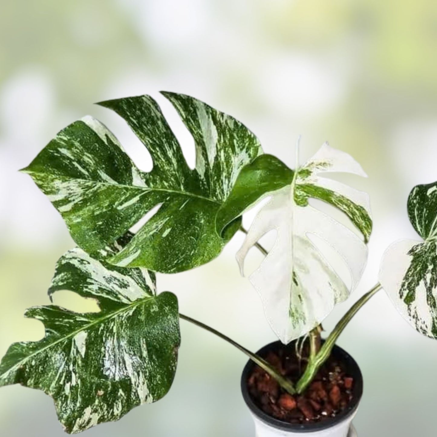 Rooted Variegated Monstera Albo Borsigiana Plant - Rare Tropical Houseplant, Monstera Deliciosa Albo