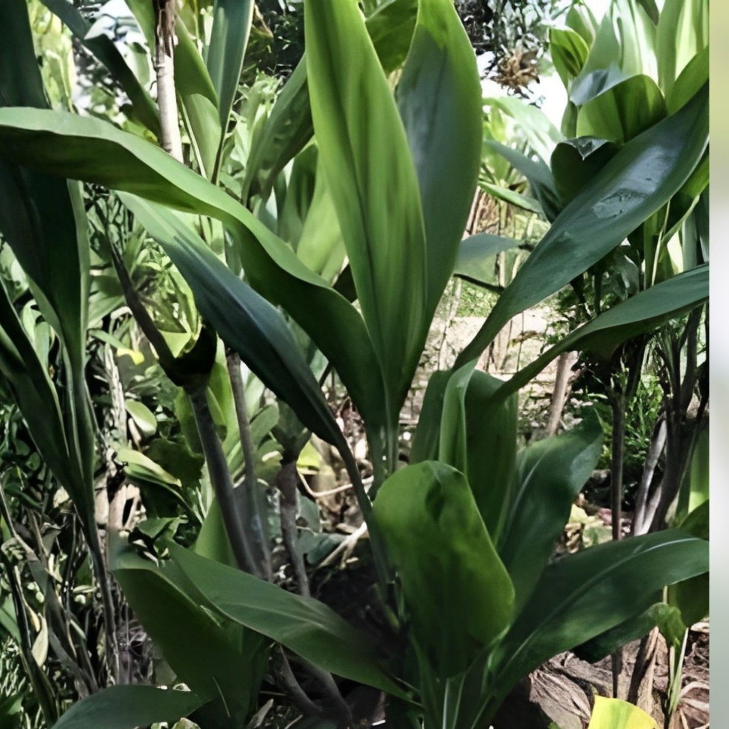 Hawaiian Green Ti Leaf Fresh Cuttings 6-inch Starter Logs – Dracaena angustifolia – Pack of 50