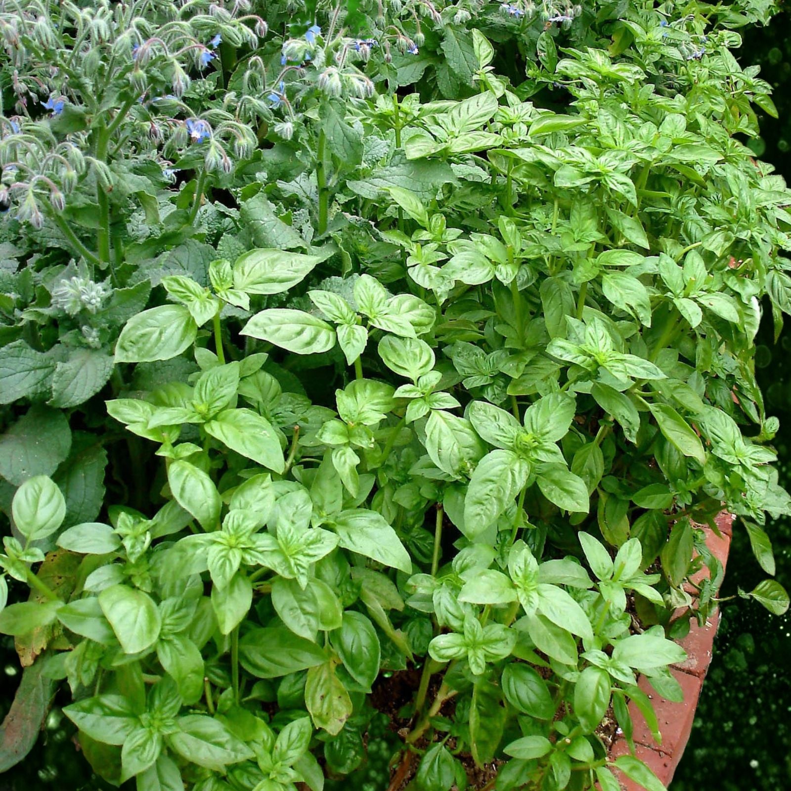 Organic Basil Seeds 1000 Count Super Sweet Ashalim Non-GMO Heirloom Garden Planting Ocimum basilicum