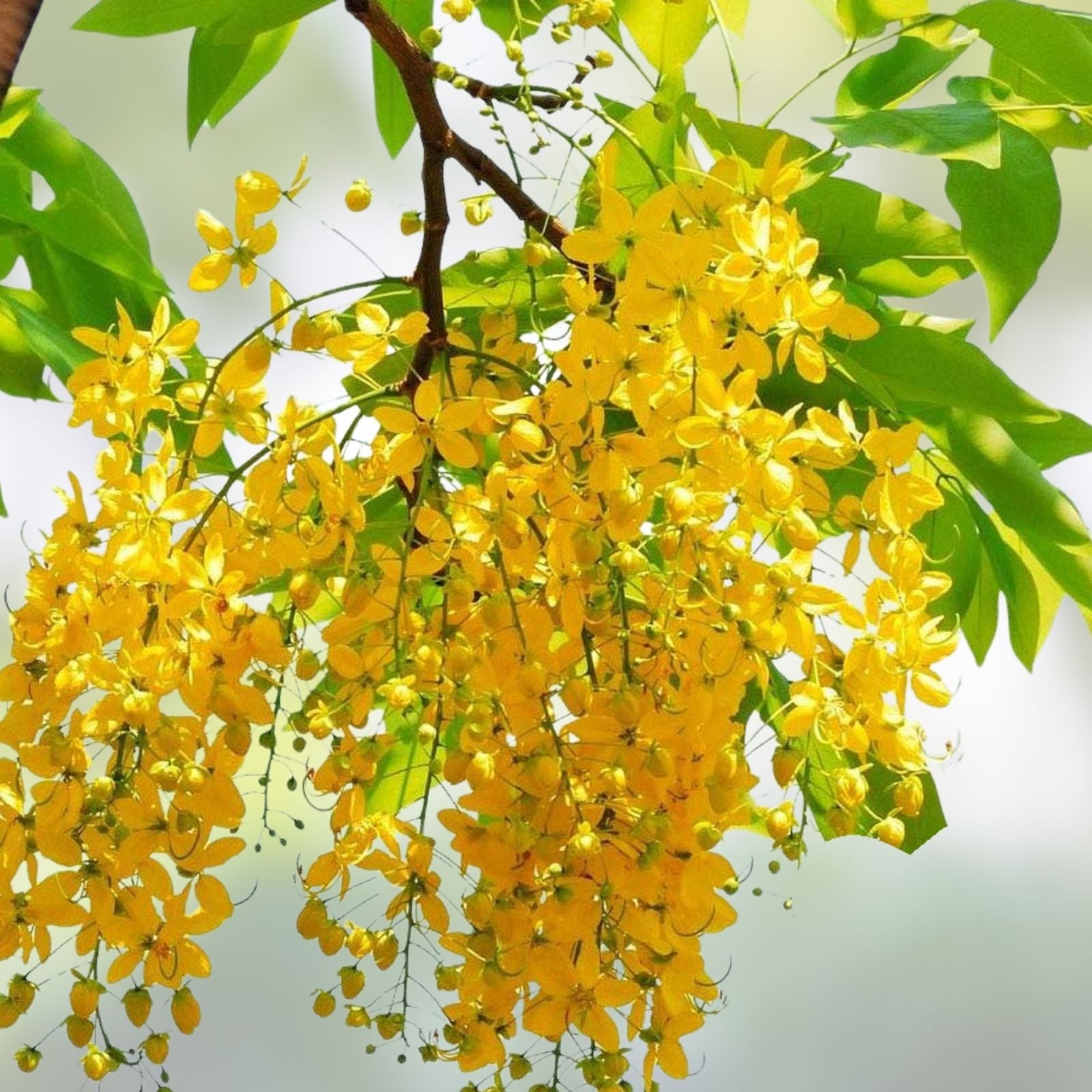 Golden Shower Tree Seeds 30 Pack - Weeping Yellow Blooms, Cassia fistula Tropical Flowering Plant Seeds