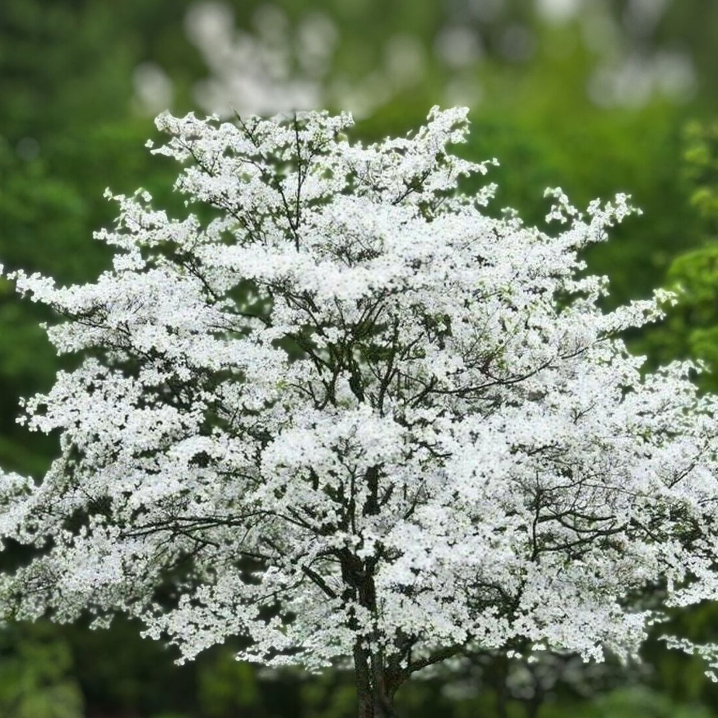 Cherokee Princess Dogwood Tree 18" Live Bare Root Plant White Flowers Cornus florida 'Cherokee Princess'
