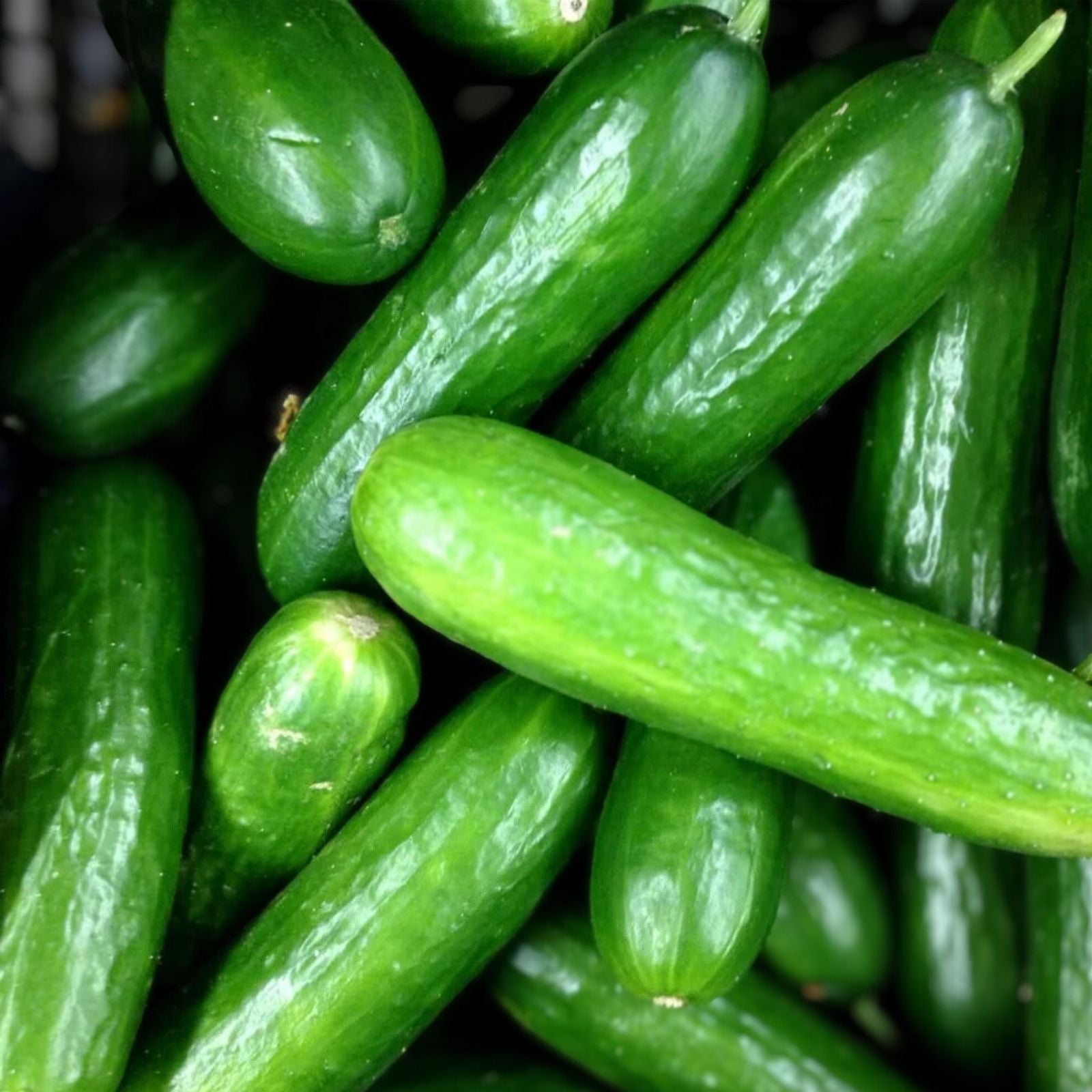 Eureka Cucumber Seeds 50 Pack Organic Heirloom Cucumis sativus Garden Vegetable Seeds