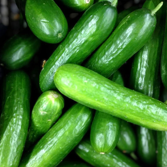 Eureka Cucumber Seeds 50 Pack Organic Heirloom Cucumis sativus Garden Vegetable Seeds