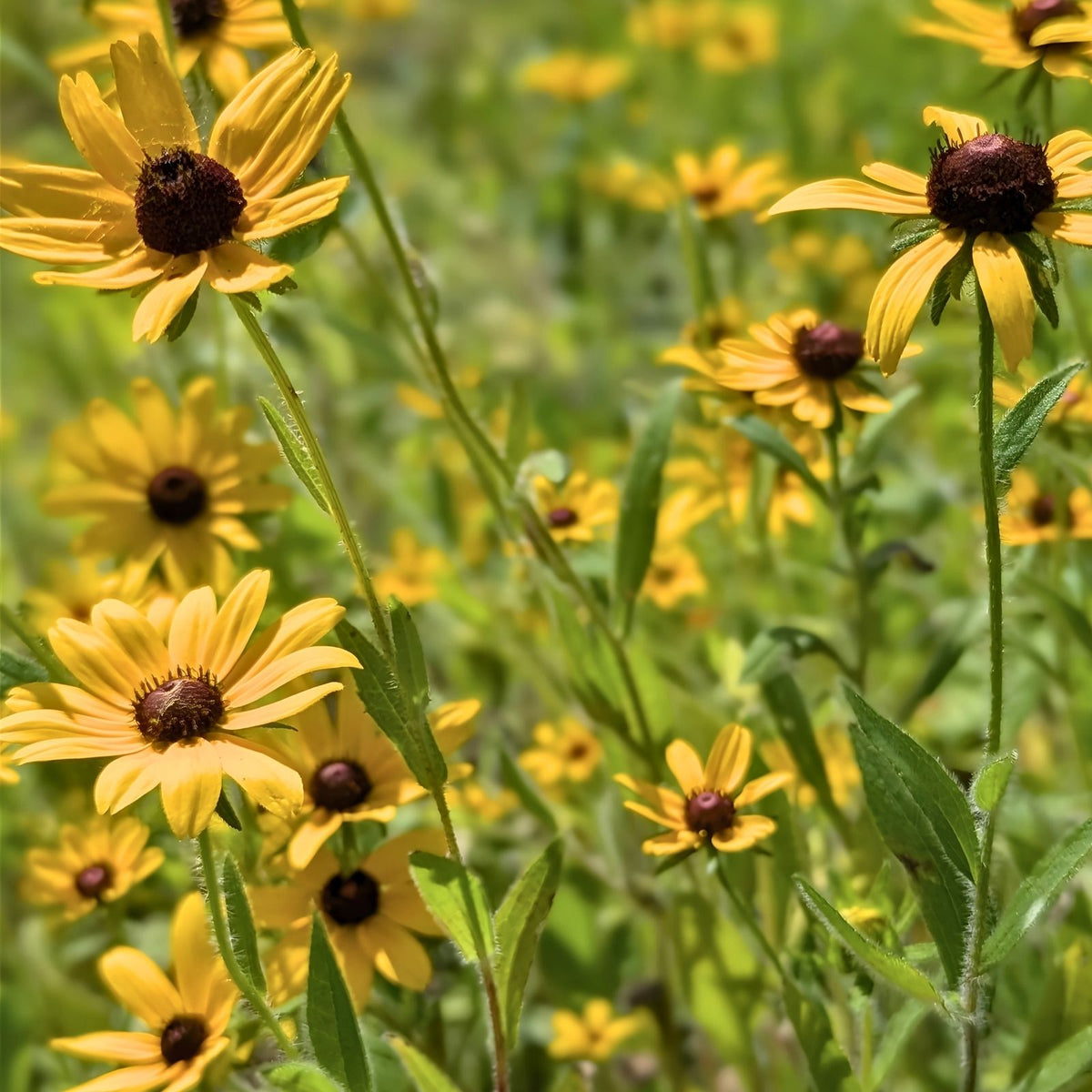 Black-Eyed Susan Plant Rooted Cluster Rare Native Wildflower Rudbeckia hirta Southern Alabama Stock