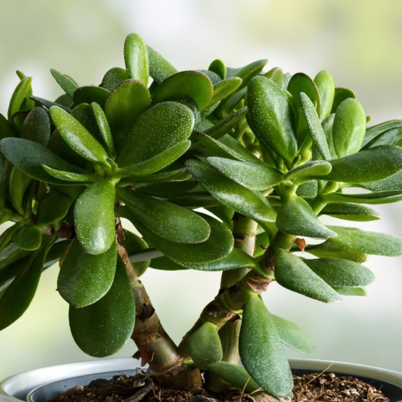 Rooted 4-inch Jade Plant Succulent - Crassula Ovata Drought Resistant Indoor Houseplant