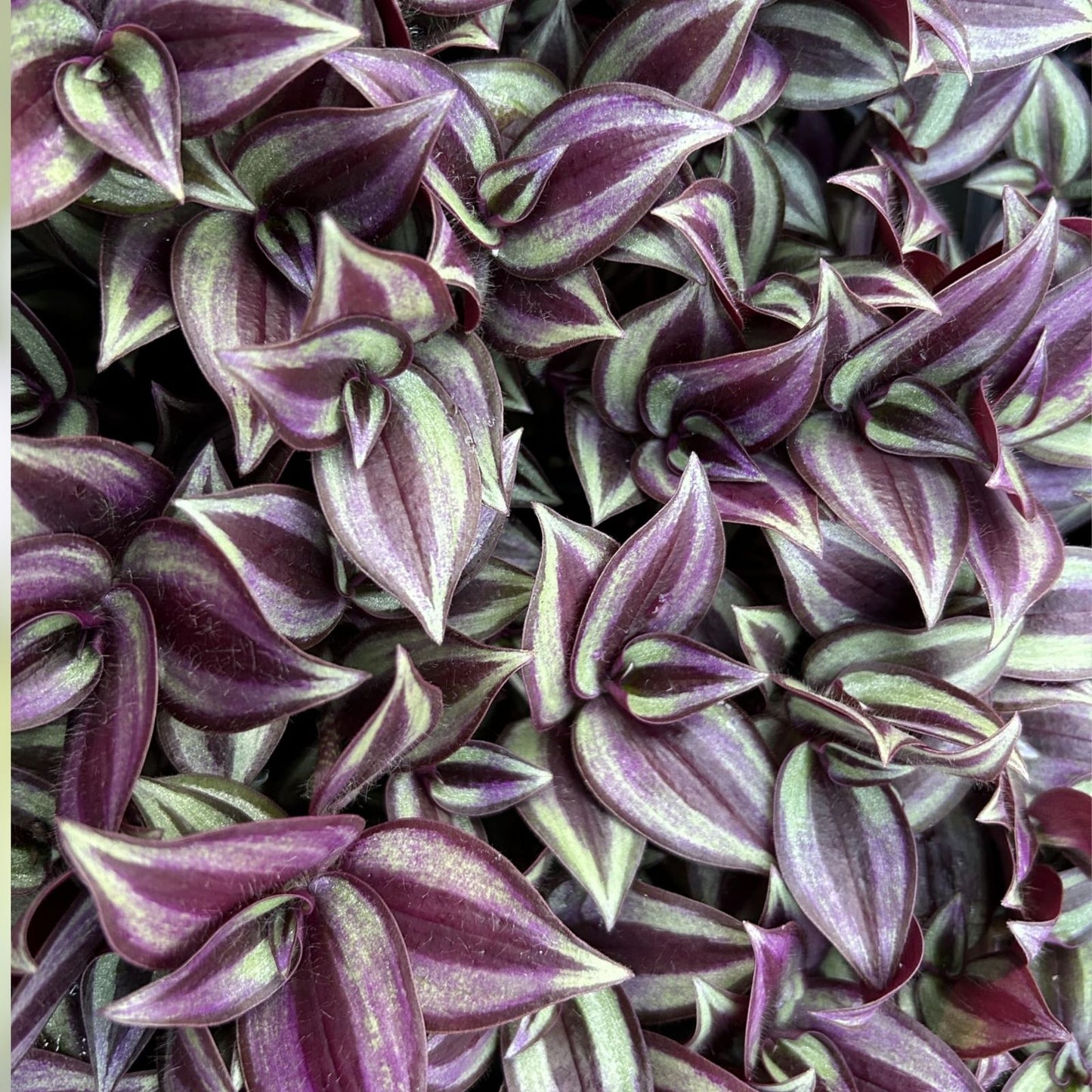Wandering Jew Cuttings - 10 Unrooted Burgundy Tradescantia Zebrina Live Plant - Indoor Houseplant, Easy Care, Trailing Plant