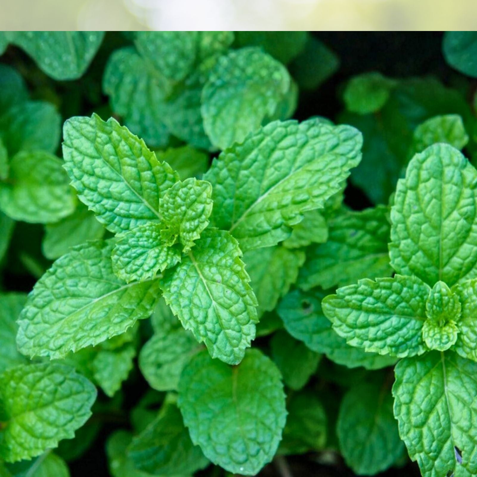 Peppermint Seeds 500+ | Heirloom Non-GMO | Fresh Flavor | Mentha × piperita Herb Seed for Gardening
