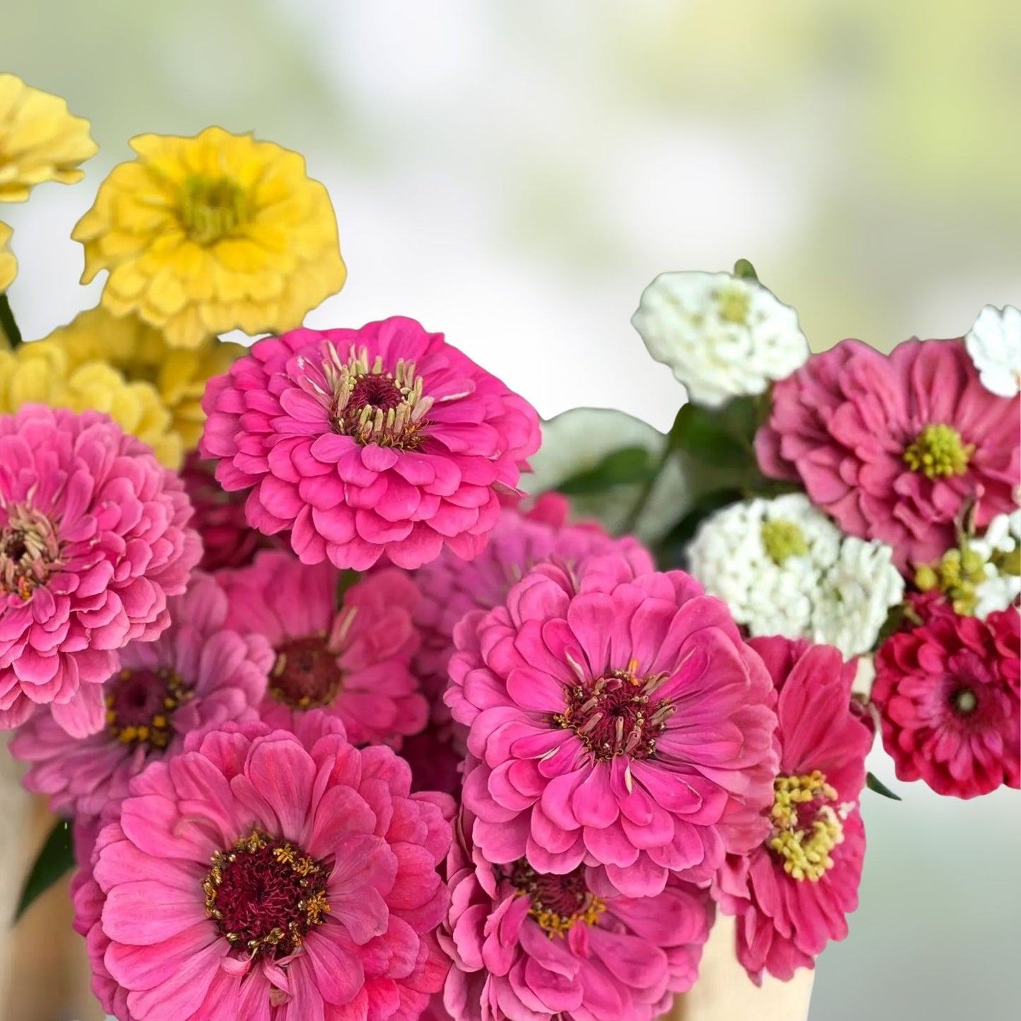 Zinnia Seeds Mix 100 Pack - Snow White & Green Varieties - Zinnia elegans Flower Seeds for Garden, Landscaping, and Pollinator Attracting