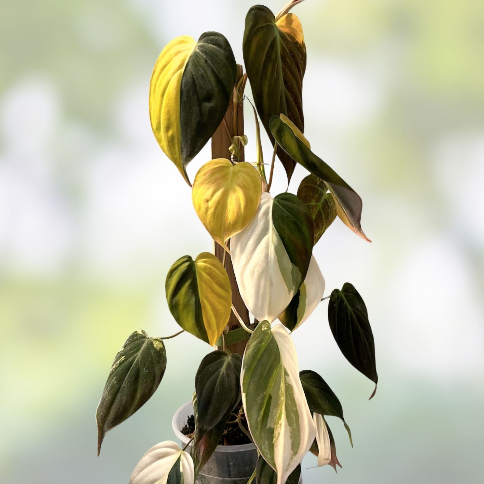 Rooted Philodendron Variegated Micans Plant - Pink Micans Aurea - Healthy Cutting - Tropical Indoor Houseplant