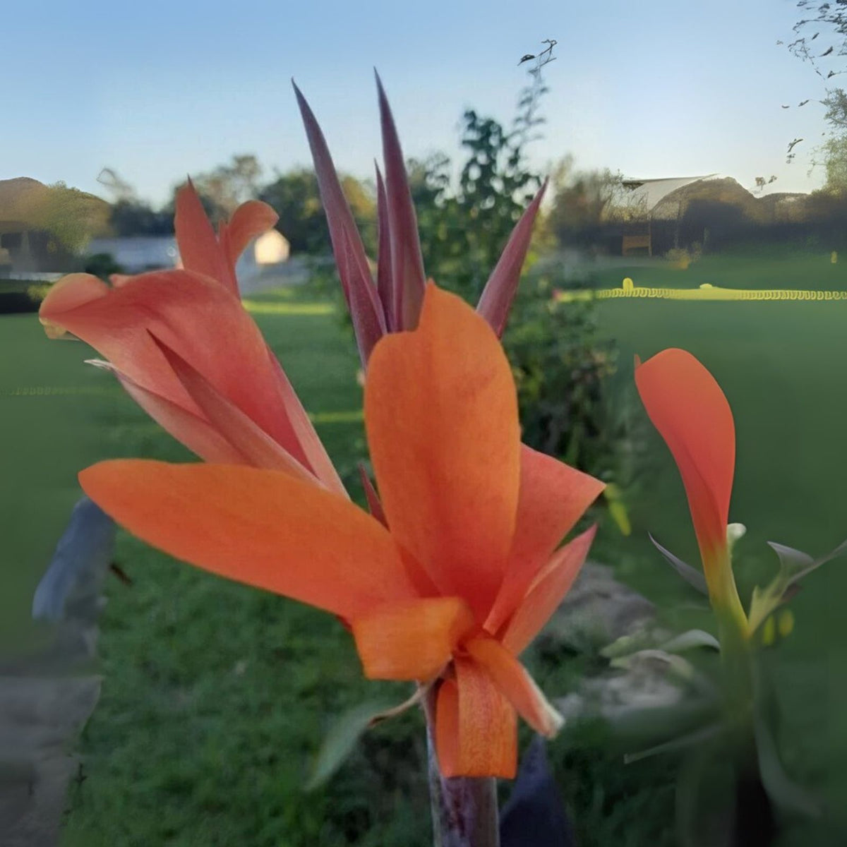Orange Canna Lily Bulbs - 3 Count with Dark Foliage - Canna indica
