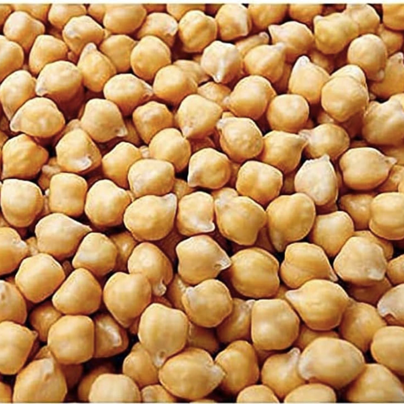 Garbanzo Bean Seeds 200 Count Organic Chickpeas Cicer arietinum Non-GMO Heirloom Planting Seeds