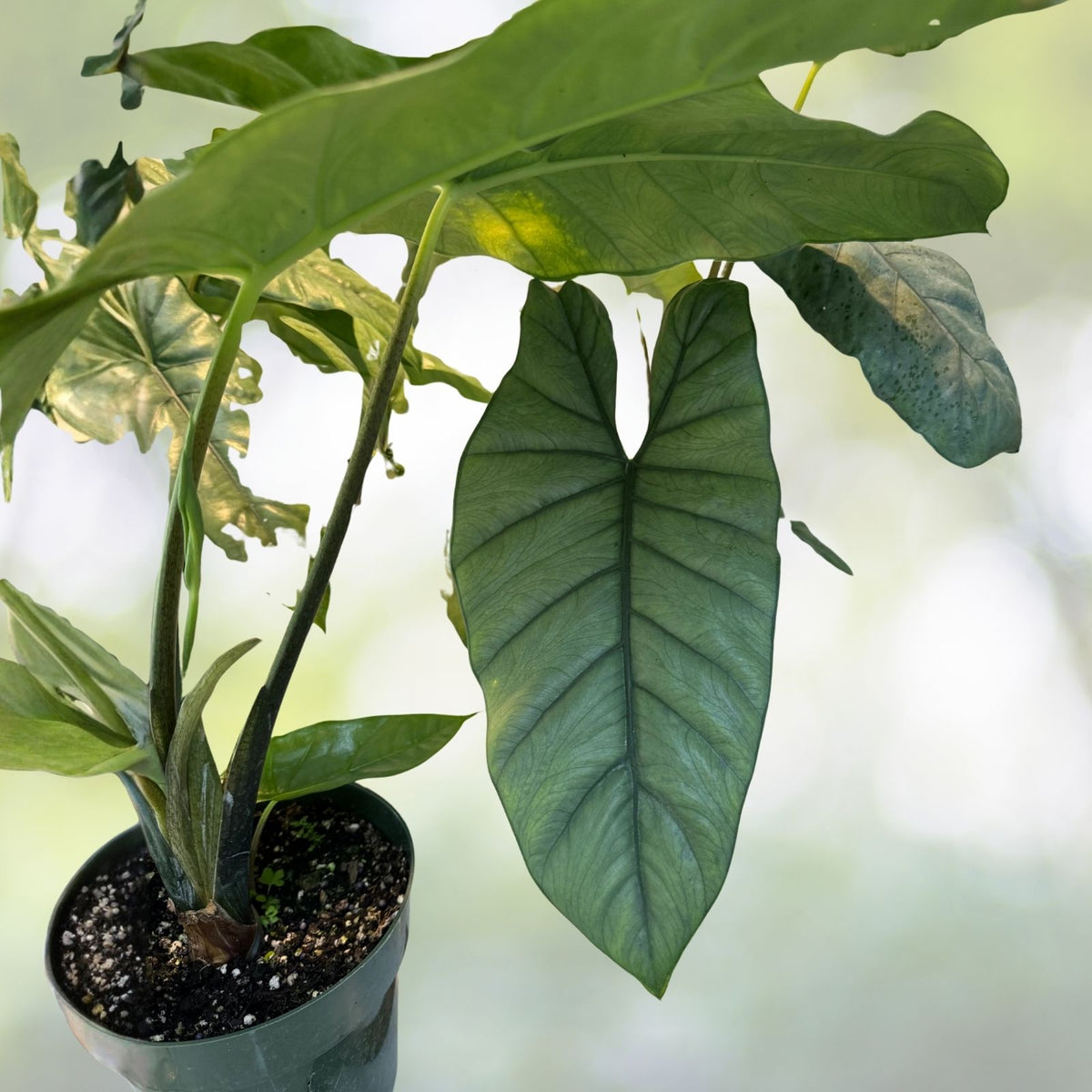 Alocasia heterophylla 'Corazon' 6" Pot - Rare Silver-Green Tropical Plant with Metallic Leaves - Indoor Decor