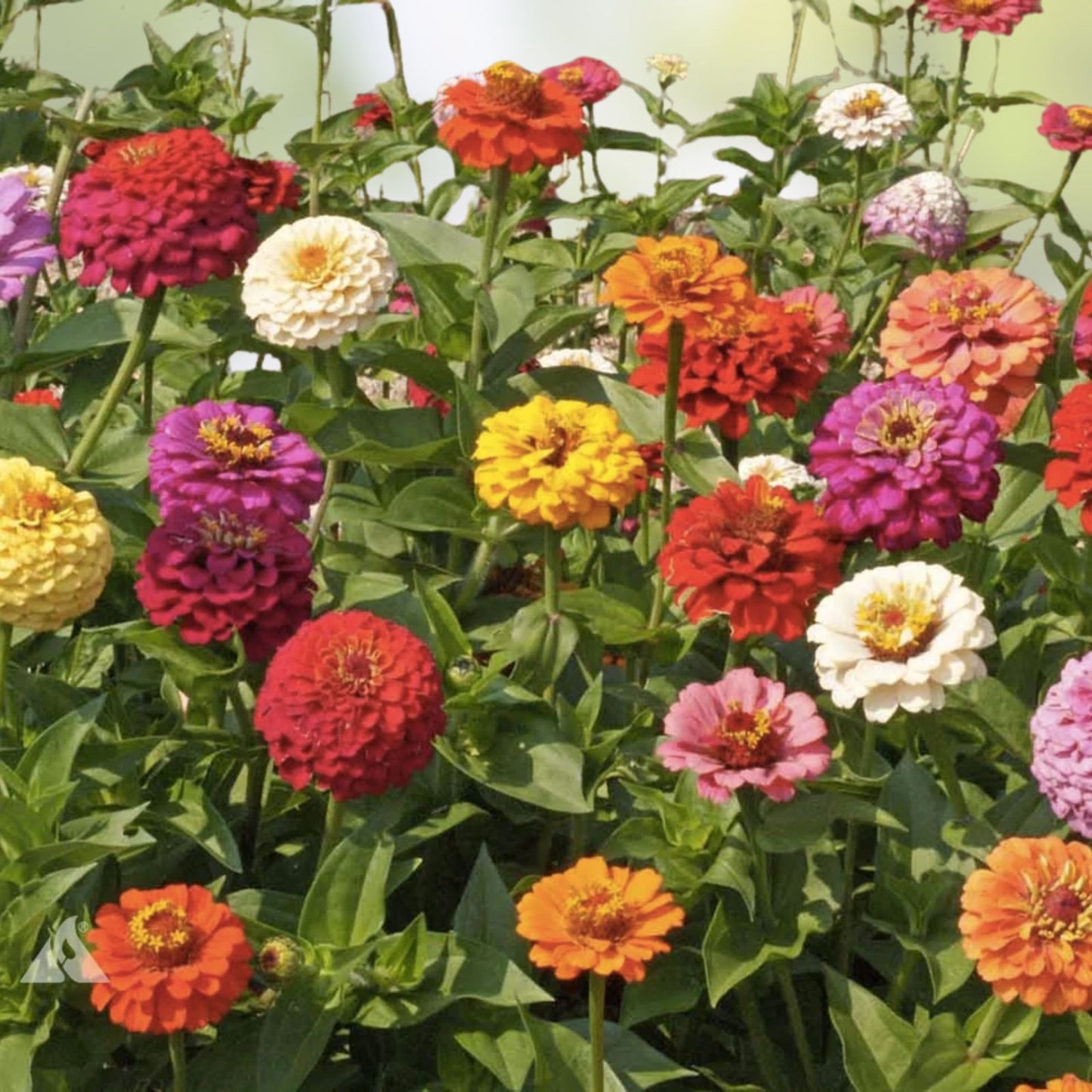 Zinnia elegans Seeds for Planting - Bright Color Mix, Flower Garden, Easy Grow, 200+ Seeds, Live Plant, Cutting, Starter Plant
