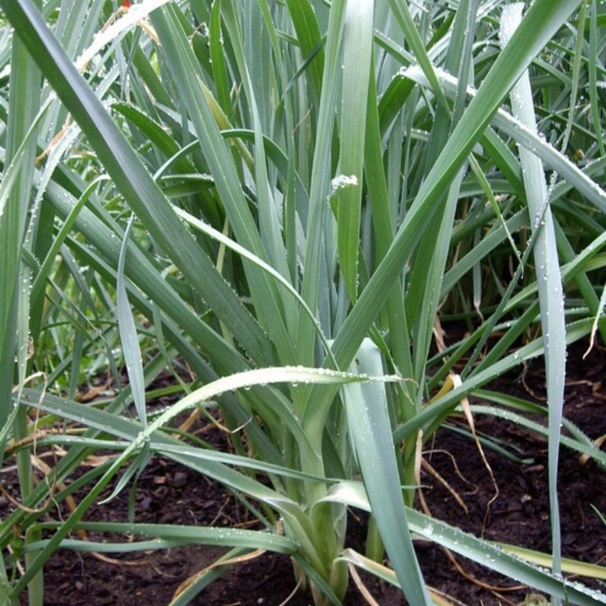 Heirloom Leek Seeds 25+ Non-GMO American Flag Allium ampeloprasum for Soup Gardening