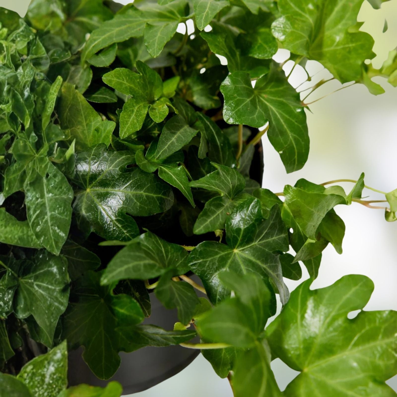 English Ivy Cuttings 40 Pack Deep Green Non-Rooted Hedera helix for Propagation