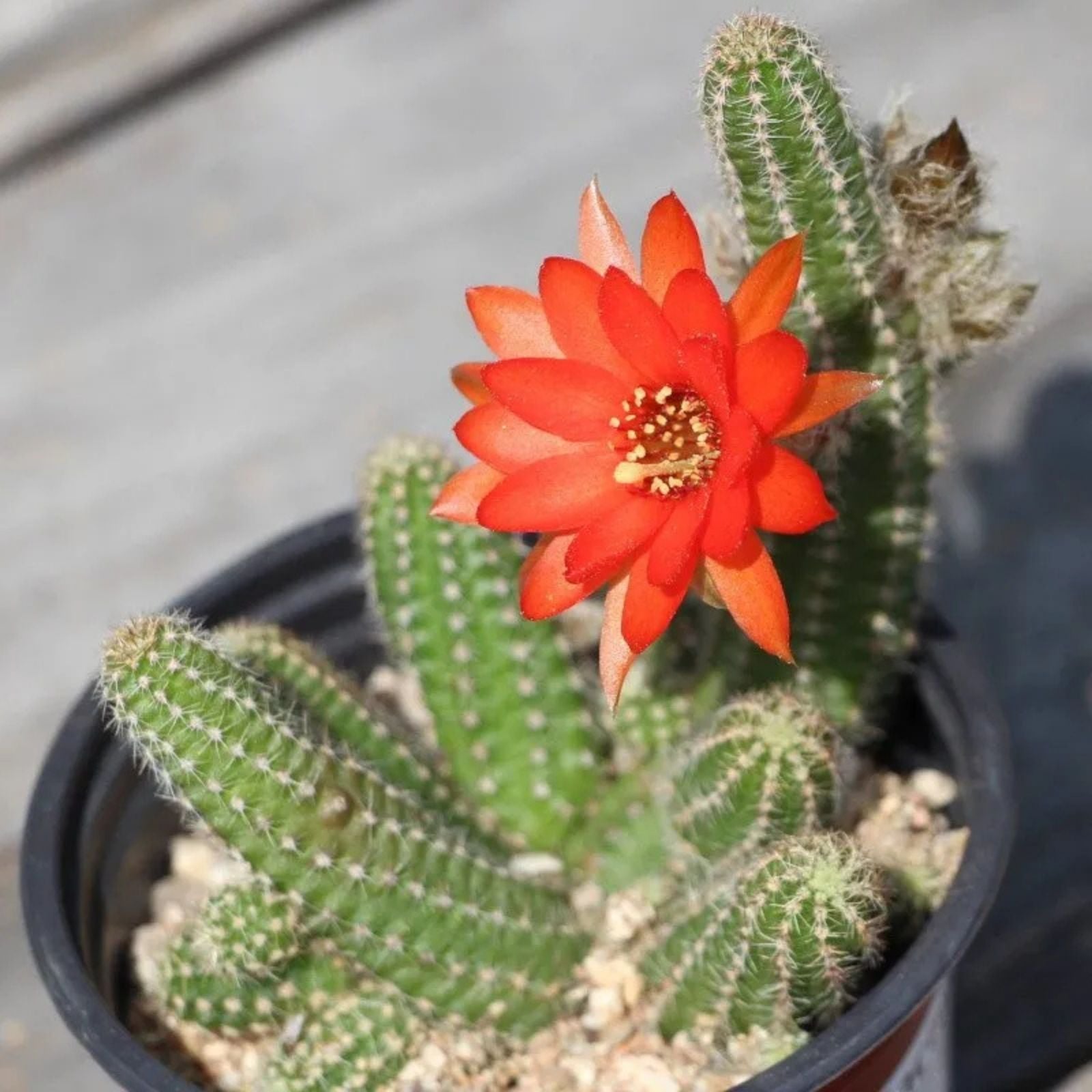 Echinopsis Xeranthemoides Cactus 6" Pot, Unique Succulent, Easy Care Houseplant, Desert Plant, Drought Tolerant, Indoor Plant
