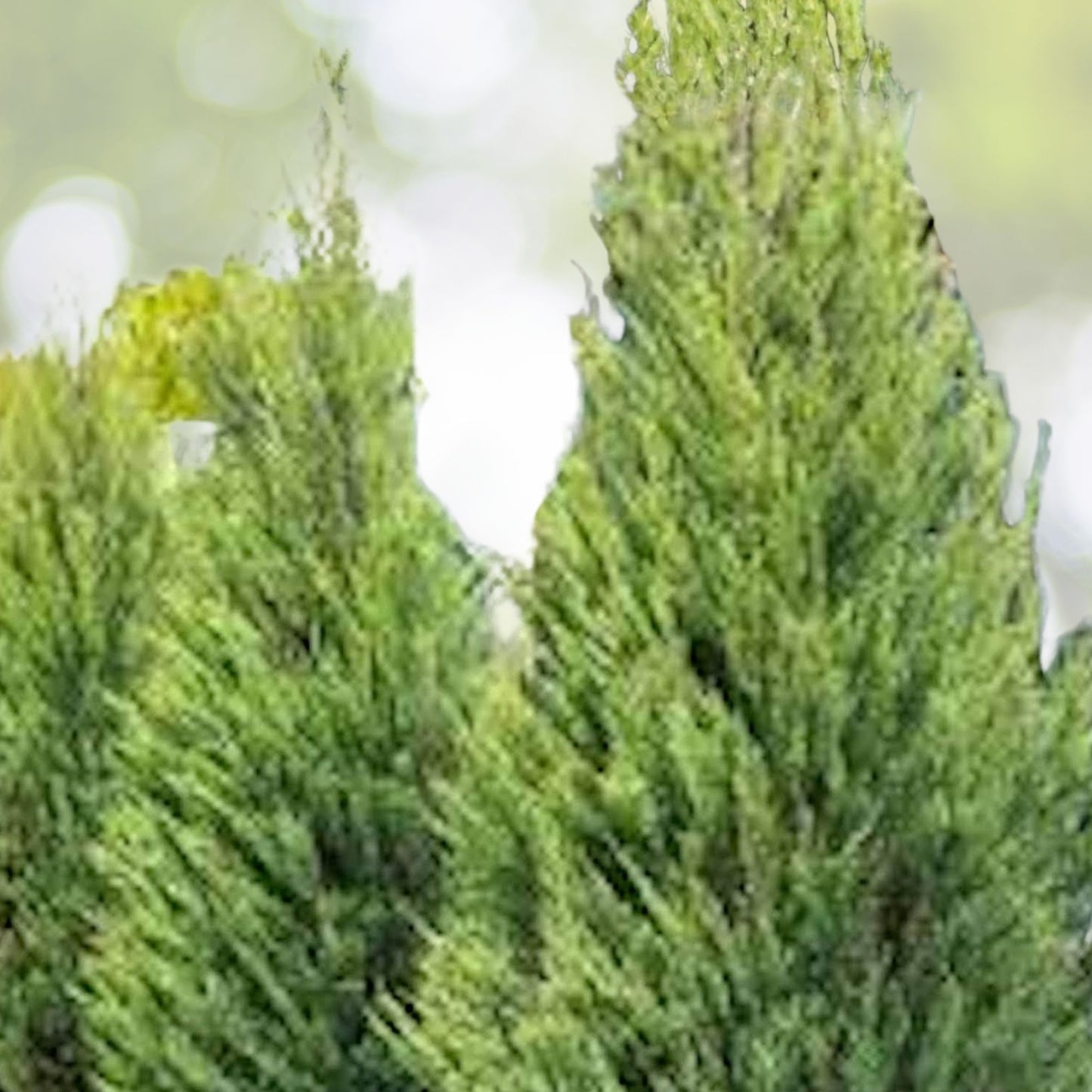 Leyland Cypress Starter Plant - 5 Bare Root Evergreen - Fast-Growing Privacy Hedge - Cupressocyparis leylandii