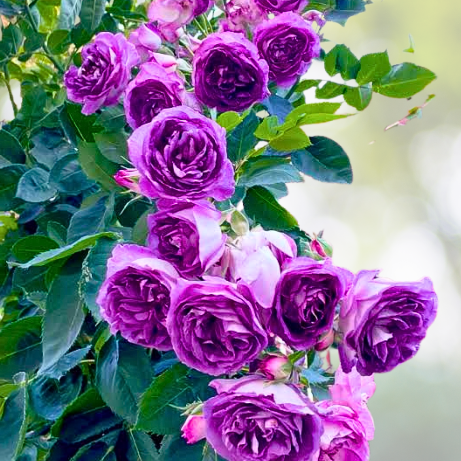 Purple Climbing Rose Seeds - 20pcs Non-GMO Heirloom Variety for Garden - Rosa spp.