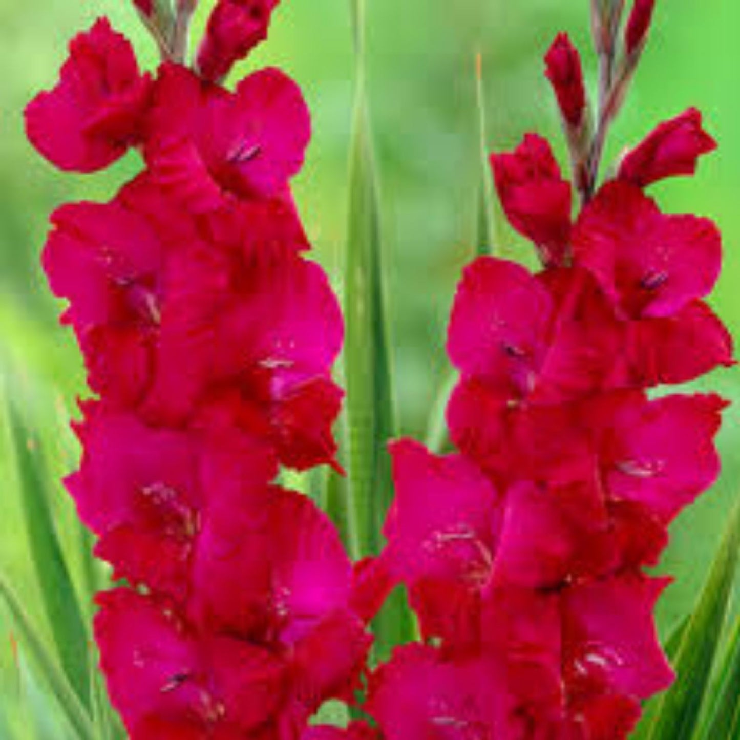 Gladiolus Bulbs 5-Pack Tall Magenta Pink 'Plum Tart' Sword Lily for Hummingbirds Deer Resistant