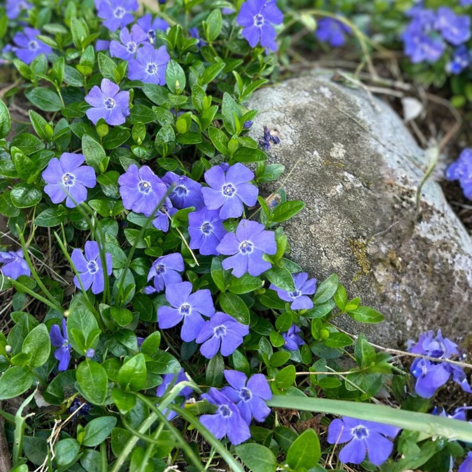Creeping Myrtle Vinca Vines Ground Cover Plants 35 Pack Flowering Shade Vinca minor Periwinkle Groundcover