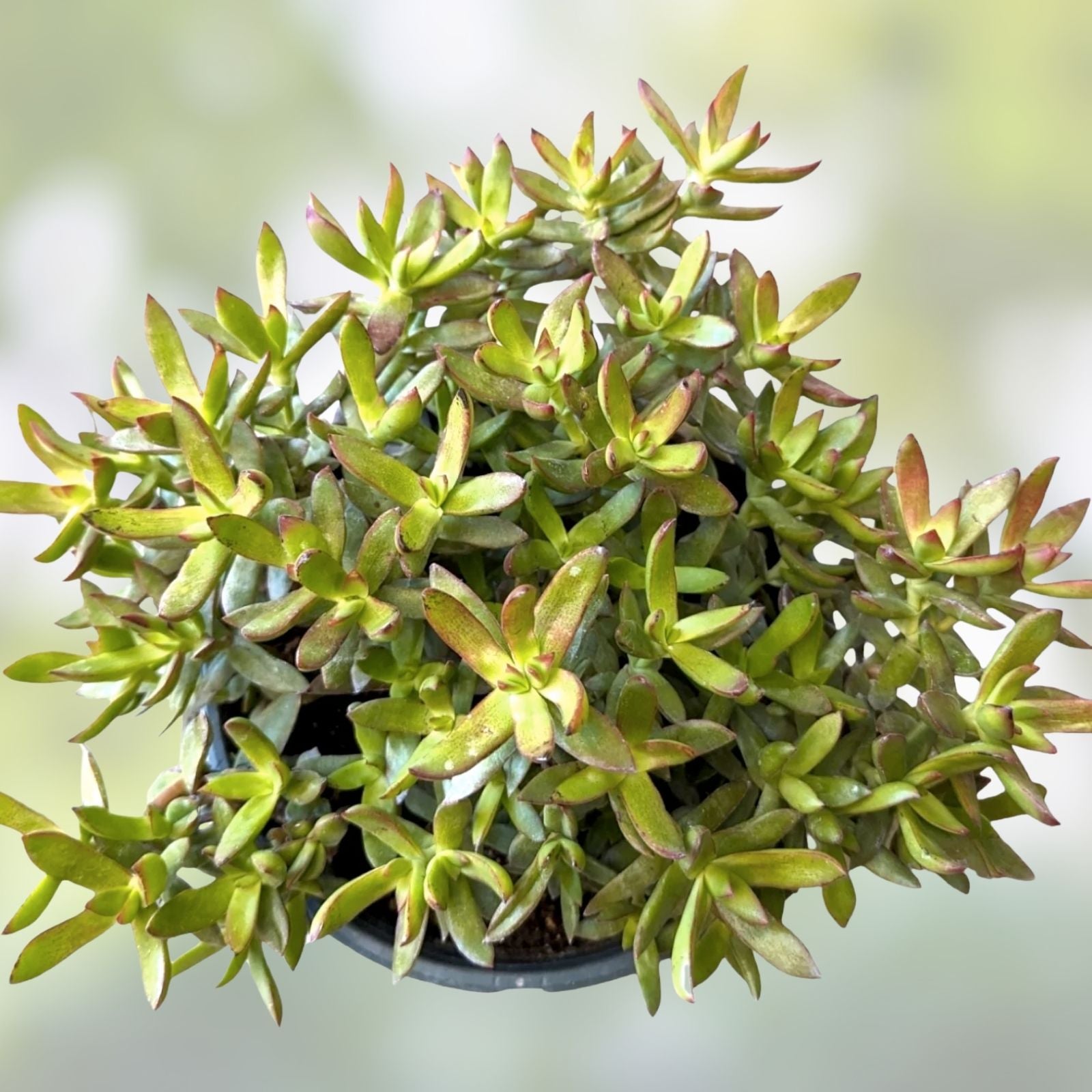 Crassula Rubricaulis Butterfly Bush Succulent Live Plant 2 Inch Drought-Tolerant Garden Decor