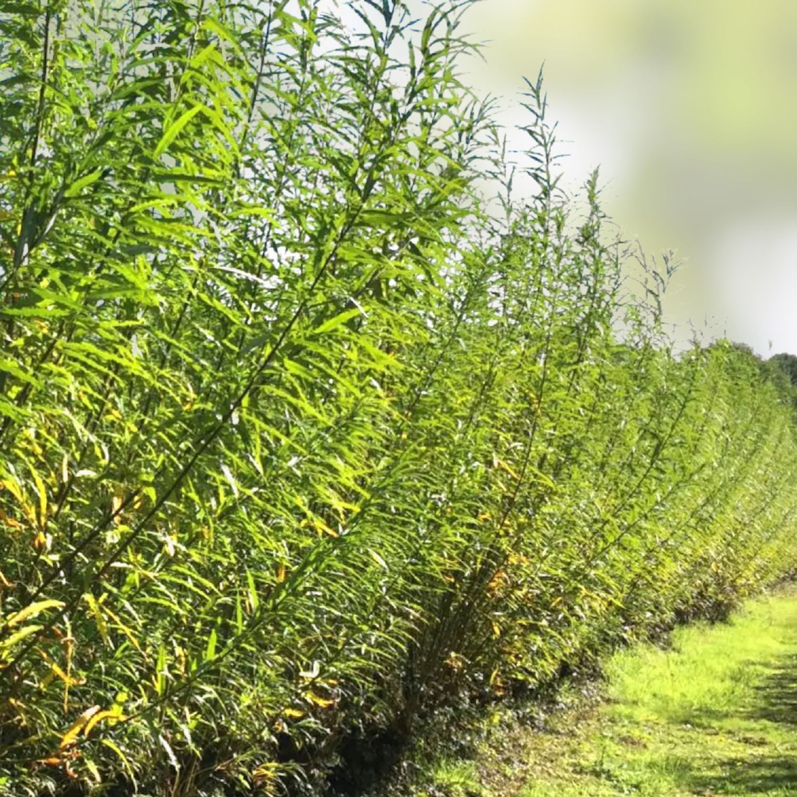 Hybrid Willow Tree 3-6 Feet Fast Growing Privacy Shade Austree Willow Salix x pendulina