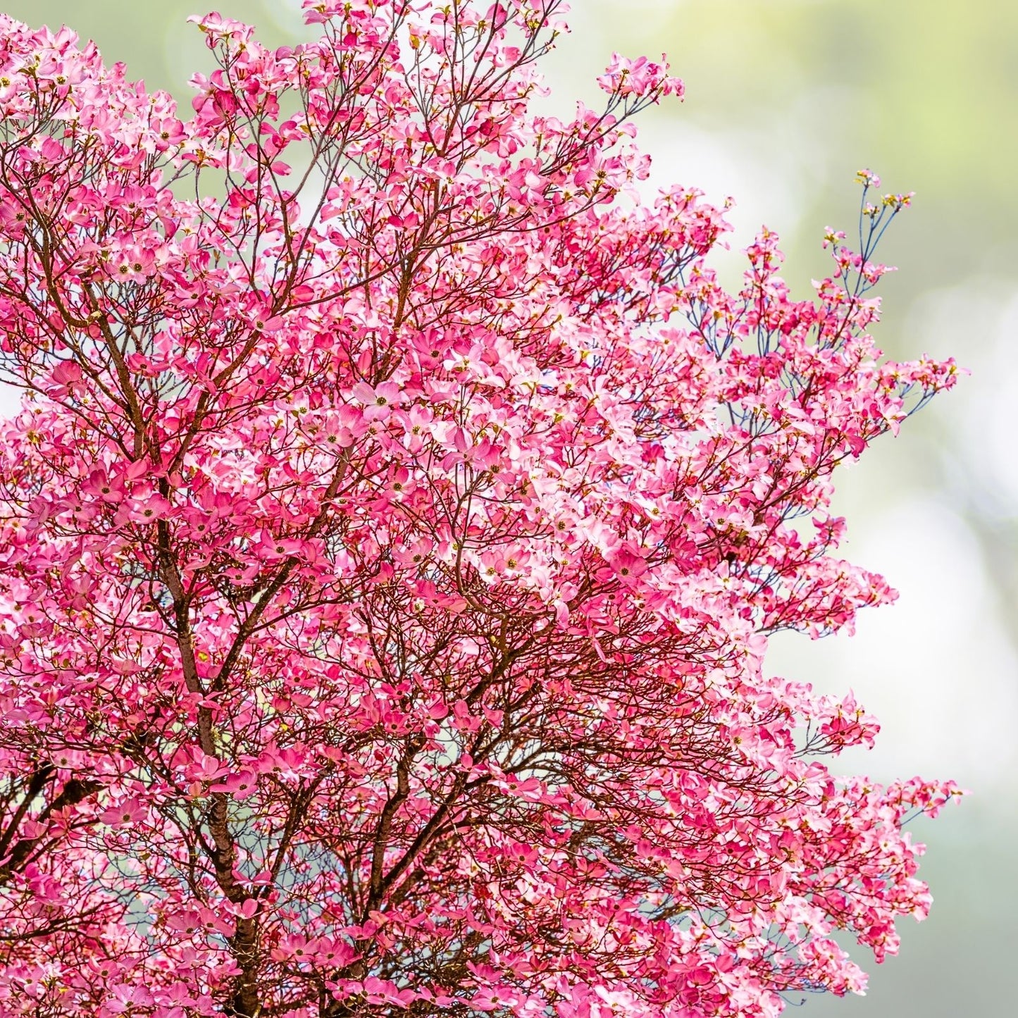 Pink Dogwood Tree - 2.5" Pot, Hardy Flowering Tree, Cornus florida, Amber's Reserved