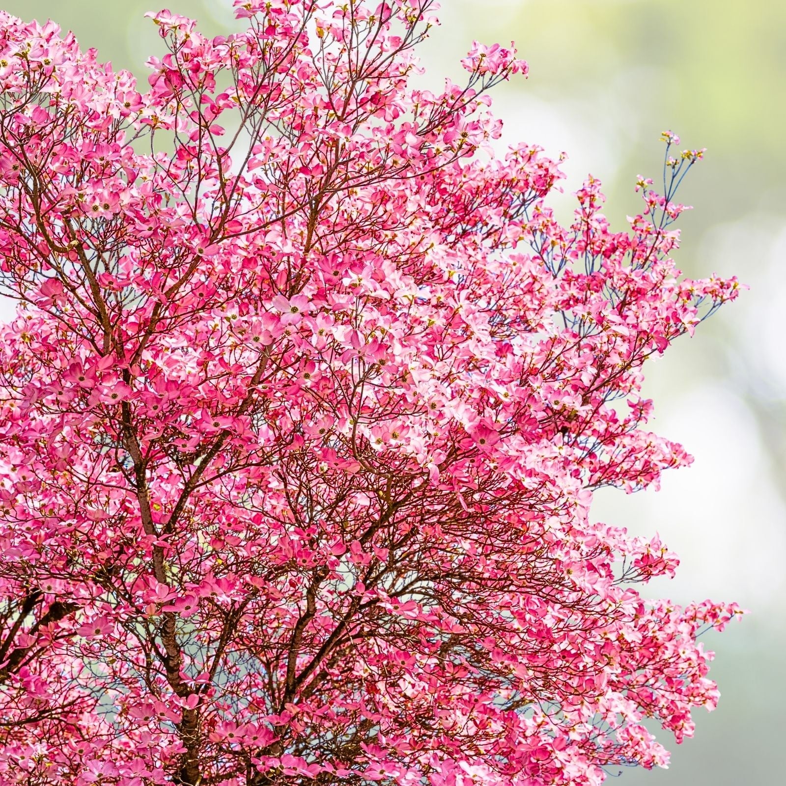 Pink Dogwood Tree - 2.5" Pot, Hardy Flowering Tree, Cornus florida, Amber's Reserved