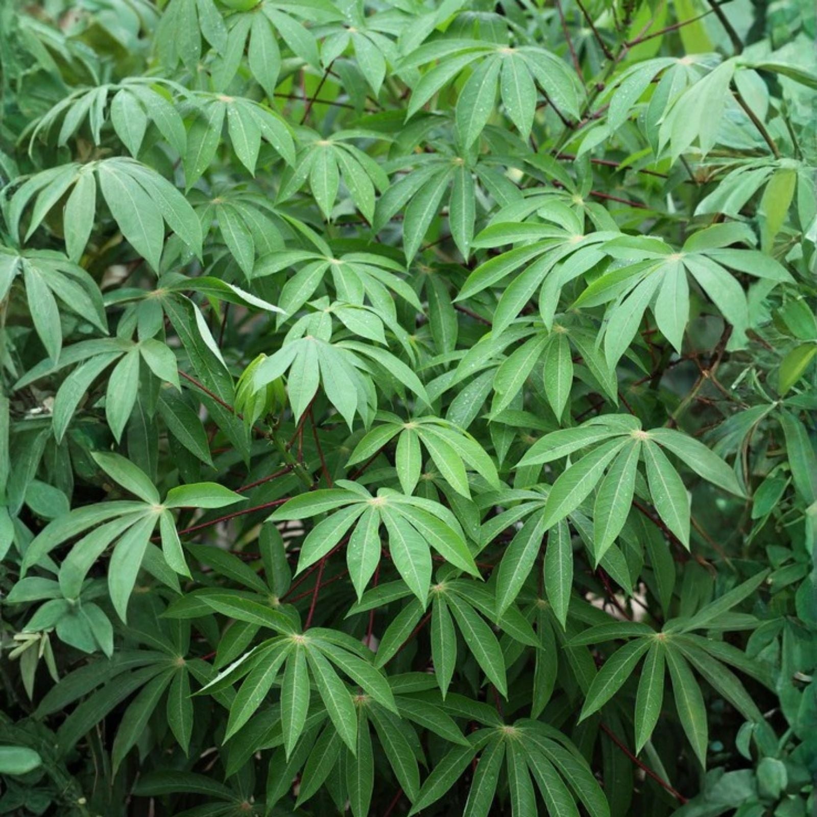 Organic Sweet Red Cassava Cuttings - 4 Yuca Cuttings - Manihot Esculenta - Tropical Edible Plant for Gardening and Cooking