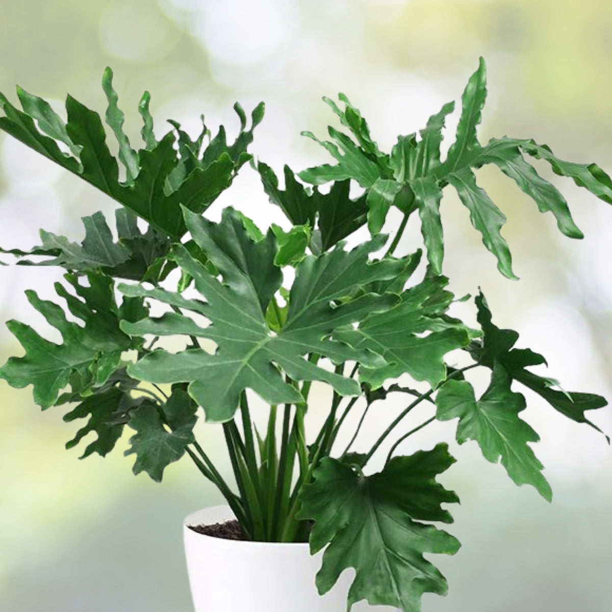 Medium Philodendron Selloum Plant - Split Leaves - Philodendron Hope - Tropical Houseplant - Philodendron selloum