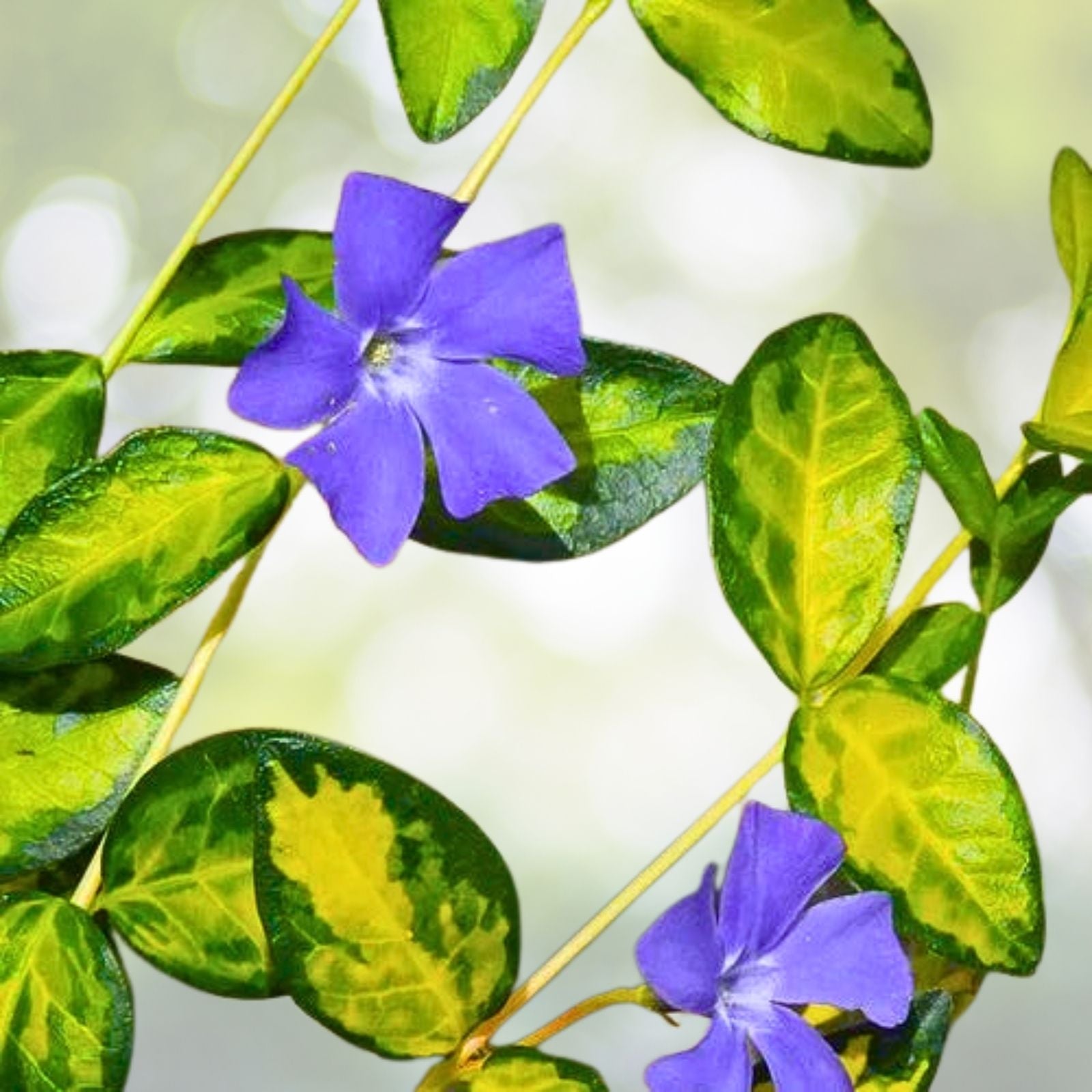Periwinkle Plant Plug - Variegated Vinca Minor - Indoor/Outdoor Ground Cover - Low Maintenance Periwinkle