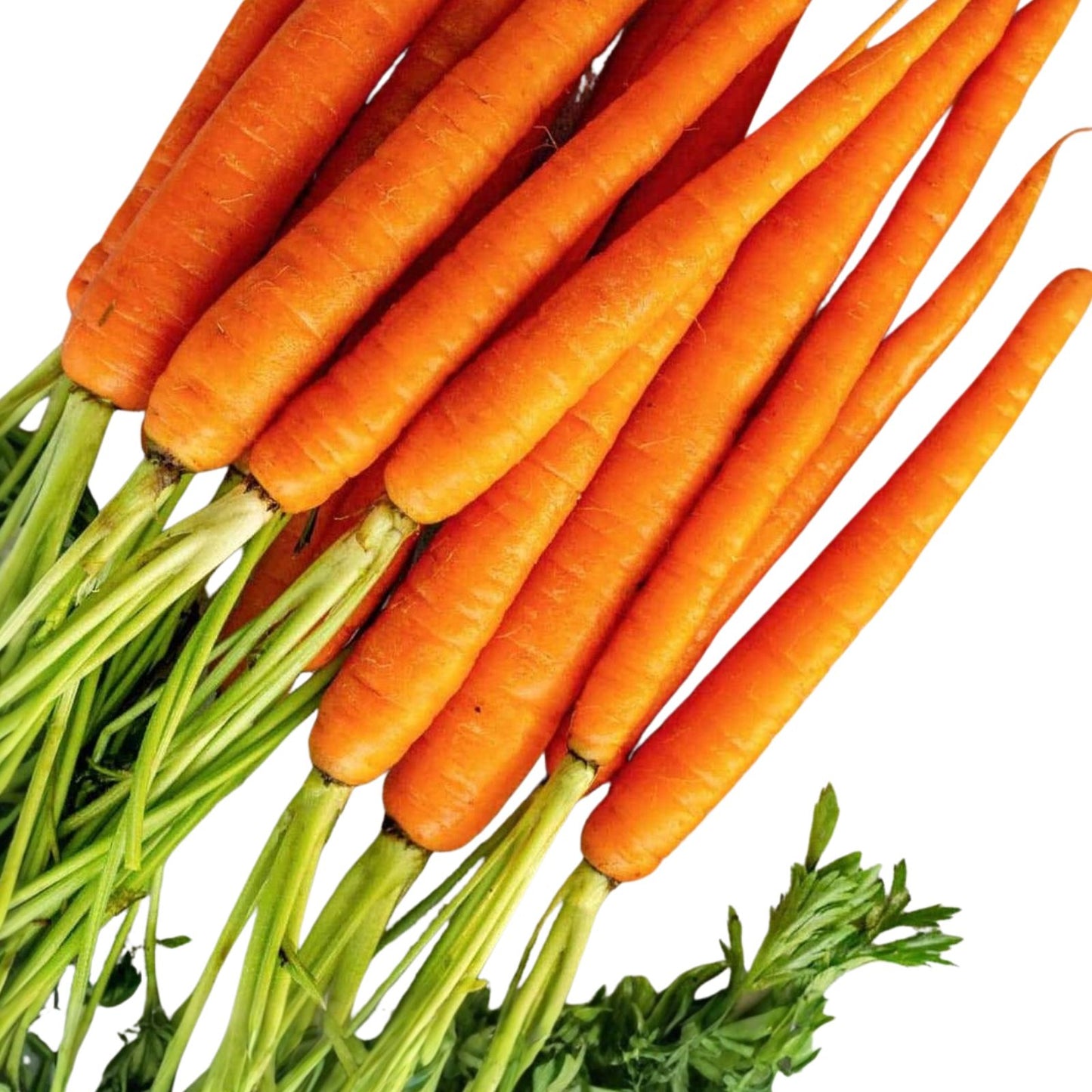 Non-GMO Carrot Seeds Little Finger Variety 100+ Seeds Daucus carota Vegetable Garden Seed
